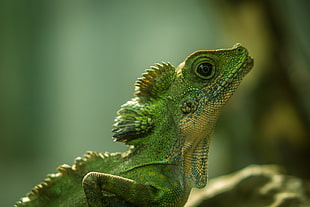selective focus photography green Iguana, lizard