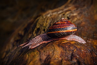 brown and black Snail