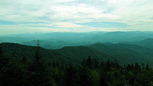 green trees, Smoky Mountains, Tennessee, forest, mountains