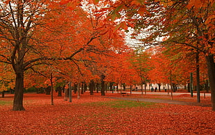 red leaf trees