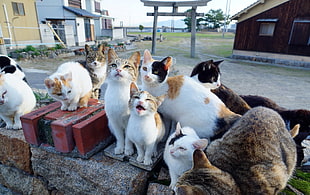 cats outside on rock HD wallpaper