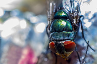 macro photography of bottlefly