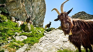 brown goat, goats, animals