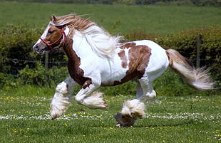 running white and tan horse during daytime