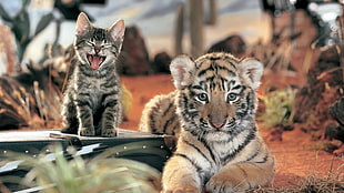 gray kitten and tiger cub focus photo HD wallpaper