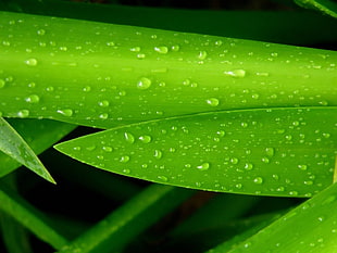 shallow photography on green wet leaf during daytime