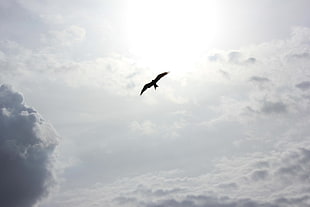 flying bird during day time HD wallpaper