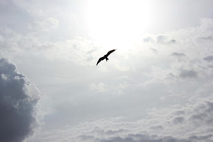 flying bird during day time