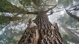 brown and black real tree camouflage jacket, plants, trees, forest, closeup