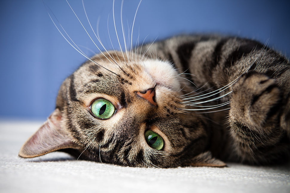 brown and white tabby cat, face, animals, cat HD wallpaper