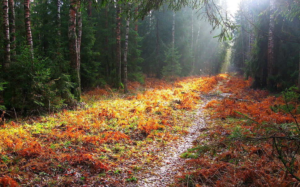 red and green grass field, landscape, fall, trees, path HD wallpaper