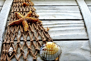 star fish and sea shell attached to brown net