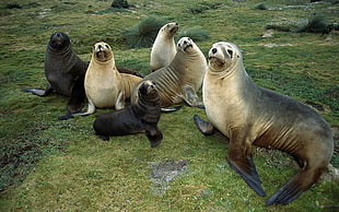 six sea lions on ground HD wallpaper