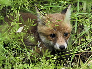 white and tan fox cub on grass field