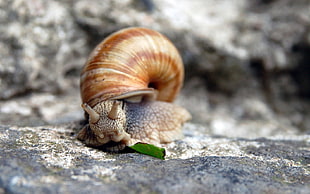 green snail on gray stone