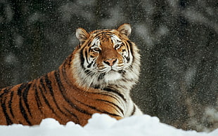 Bengal tiger HD wallpaper