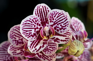 selective focus photography of maroon and white orchid flowers