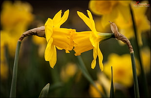 selective photography of two yellow petaled flowers kissing