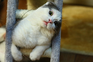 close up photograph of white and gray cat in cat tree