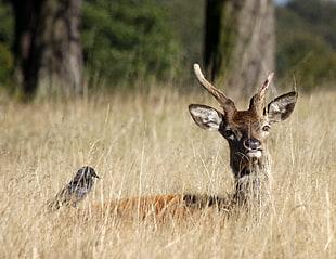 selective focus photography of brown deer HD wallpaper