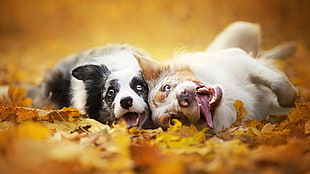 two Australian shepherd puppies on focus photo HD wallpaper