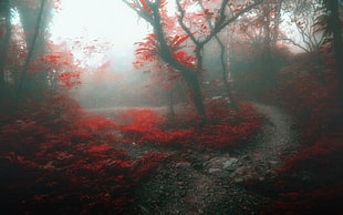 red petaled flowers, nature, landscape, forest, mist