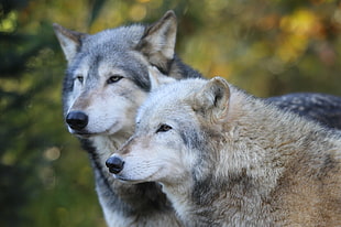 two wolves, grey wolves HD wallpaper