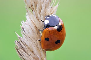 macro photography of ladybug on withered leaf, ladybird HD wallpaper
