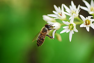 shallow focus photography of bee perched white petaled flowers HD wallpaper