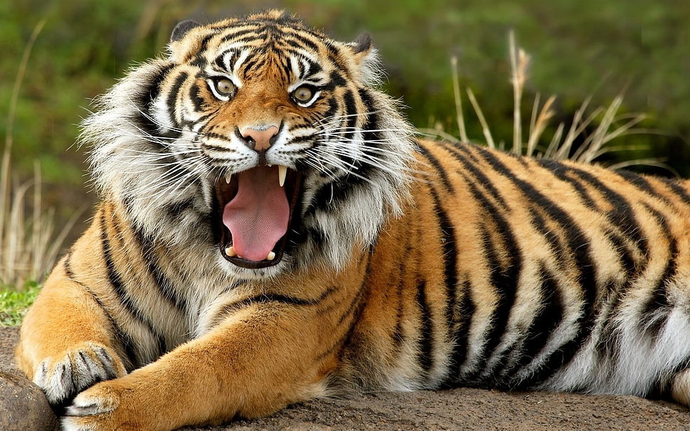 Tigger photography during day time HD wallpaper