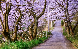 pathway surrounded by cherry blossom trees