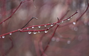 macro photography of water on branch