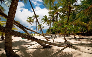coconut trees, nature, landscape, palm trees, beach