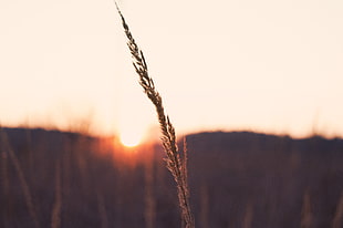 closeup photography of brown plant during sunset