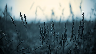 cold, spikelets, monochrome, nature HD wallpaper