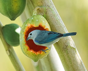 shallow focus photography of blue and white short beak bird, tanager
