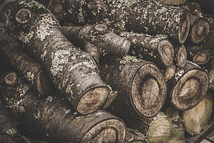 brown logs during daytime HD wallpaper