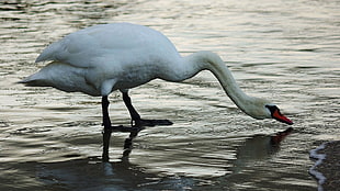 white swan drinks on body of water photo
