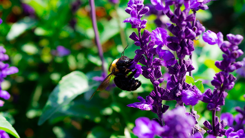 purple plant HD wallpaper