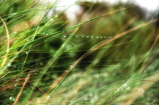 Shallow focus photography of green grass