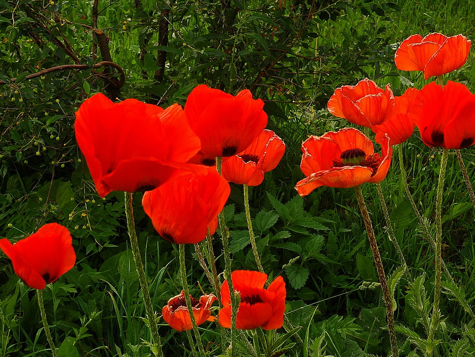 photography of bed of Poppy flowers HD wallpaper