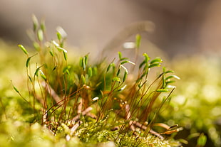 close-up photography green and brown grass, moss
