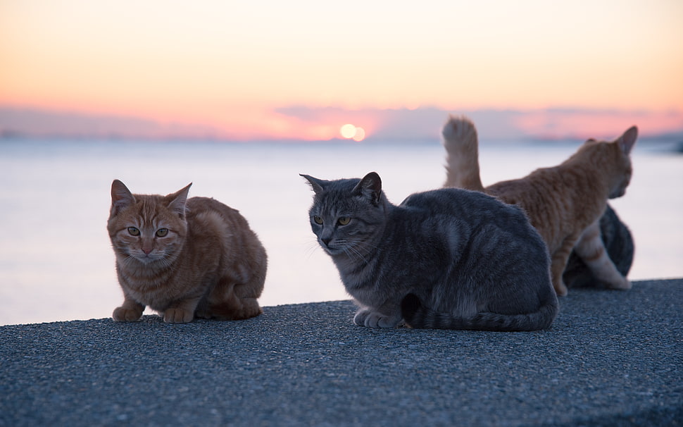 group of Tabby cat sitting on grey concrete floor near body of water during daytime HD wallpaper