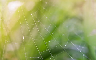 micro photography of water droplets on spider web HD wallpaper