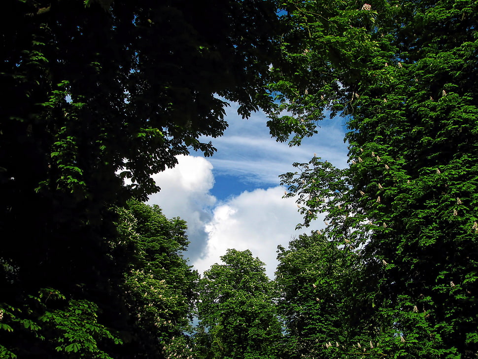 worms eye view of green leaf trees during daytime HD wallpaper