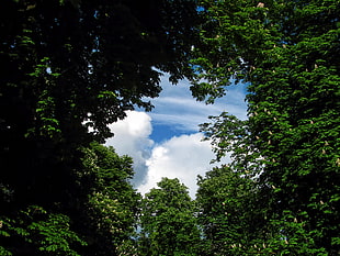 worms eye view of green leaf trees during daytime