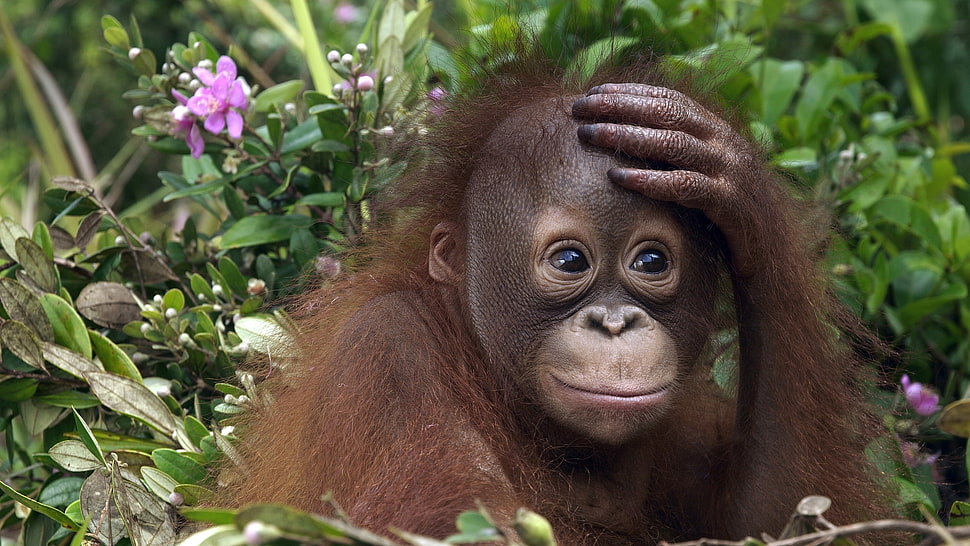 Chimpanzee sitting next to plants HD wallpaper