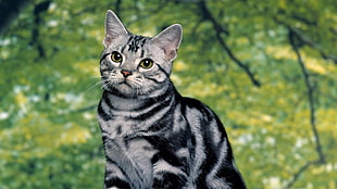 silver tabby cat, cat, animals HD wallpaper