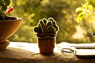 green cactus on brown pot on gray concrete surface HD wallpaper