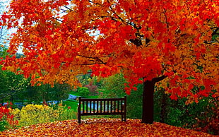 red leafed tree, fall, trees, leaves HD wallpaper